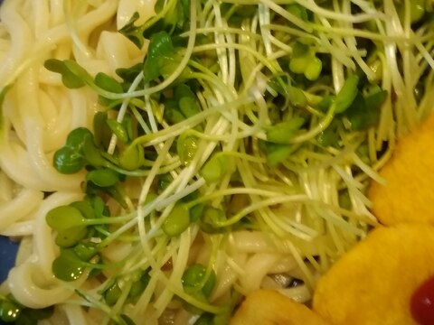 かいわれうどん